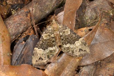 橄欖綠齒紋波尺蛾 Ecliptopera muscicolor allobathra 雌蟲