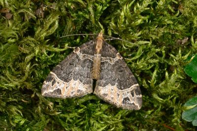 齒紋波尺蛾 Ecliptopera umbrosaria stathera 雄蟲