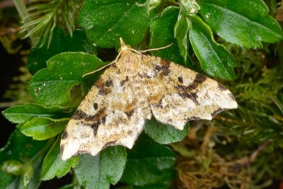 散點角葉尺蛾 Lobogonia sphagnata 雄蟲