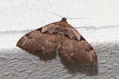 細黑帶光尺蛾 Triphosa atrifascia 雄蟲