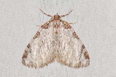 灰褐大波尺蛾 Anticlea canaliculata 雄蟲