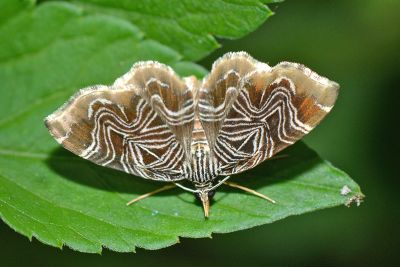 四線角尺蛾 Lobogonodes dactylotypa 雄蟲