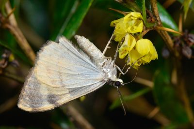 島幅尺蛾 Photoscotosia insularis 雌蟲