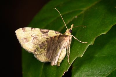 薄荷綠尺蛾 Ardonis filicata filicata 雌蟲