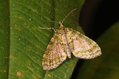 窄翅綠波尺蛾 Phthonoloba viridifasciata 雌蟲