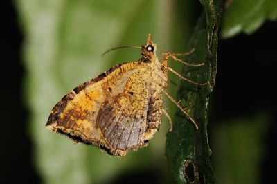 缺角波尺蛾 Gonanticlea aversa 雄蟲