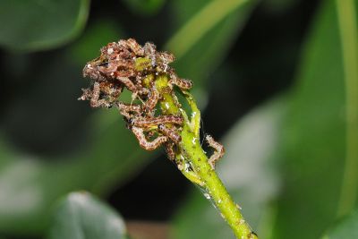 縱帶明波尺蛾 Gymnoscelis tristrigosa