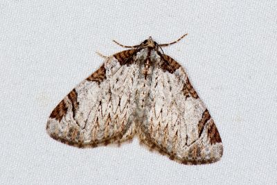 灰褐大波尺蛾 Anticlea canaliculata 雄蟲