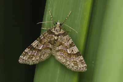 微原尺蛾 Archaeocasis micradelpha 雄蟲