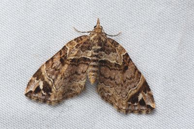 明池波尺蛾 Chaetolopha incurvata 雌蟲