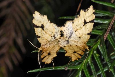 尖尾角葉尺蛾 Lobogonia aculeata 交尾中個體