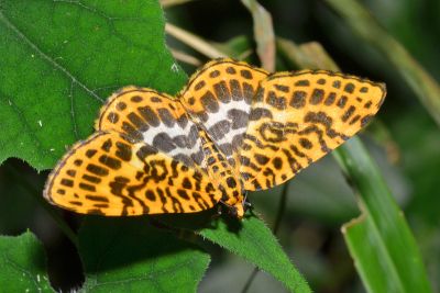 端點豹斑枯葉尺蛾 Gandaritis pseudolargetaui taiwana 雄蟲