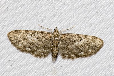 柔球果尺蛾 Eupithecia blandula 雌蟲