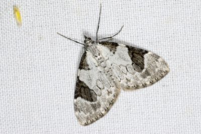 黑弦羽帶尺蛾 Pennithera fuliginosa 雌蟲