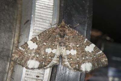 大白斑朦尺蛾 Protonebula egregia 雌蟲