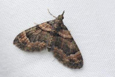 瘤尾異尺蛾 Syncosmia bicornuta bicornuta 雌蟲