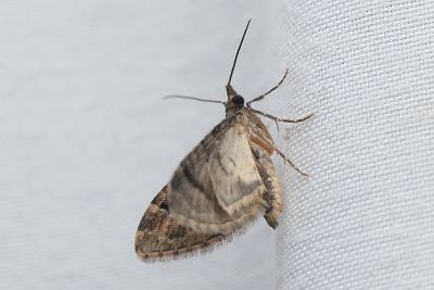 瘤尾異尺蛾 Syncosmia bicornuta bicornuta 雄蟲