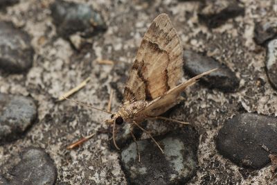 瘤尾異尺蛾 Syncosmia bicornuta bicornuta 雄蟲