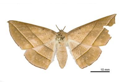二線沙尺蛾 Sarcinodes carnearia 雌蟲