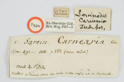 二線沙尺蛾 Sarcinodes carnearia