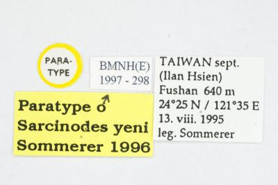 顏氏沙尺蛾 Sarcinodes yeni