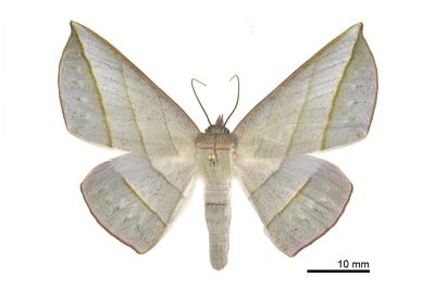 銀沙尺蛾 Sarcinodes aequilinearia 雌蟲