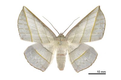 銀沙尺蛾 Sarcinodes aequilinearia 雌蟲