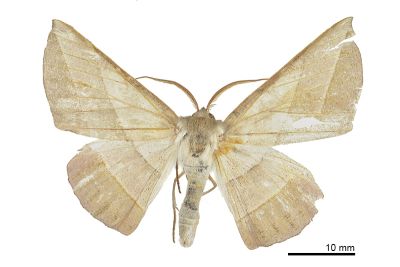 銀沙尺蛾 Sarcinodes aequilinearia 雄蟲