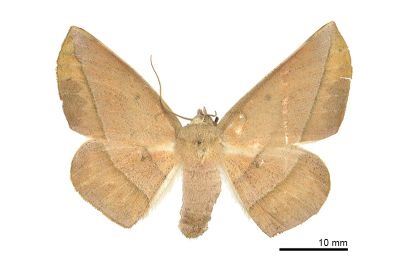 一線點沙尺蛾 Sarcinodes mongaku 雌蟲