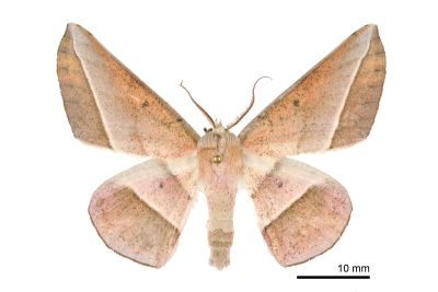 一線點沙尺蛾 Sarcinodes mongaku 雄蟲