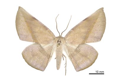 Sarcinodes yayeyamana 雌蟲