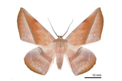Sarcinodes yayeyamana 雄蟲