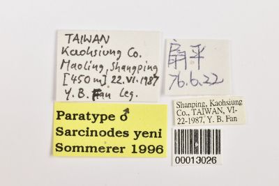 顏氏沙尺蛾 Sarcinodes yeni