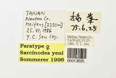 顏氏沙尺蛾 Sarcinodes yeni
