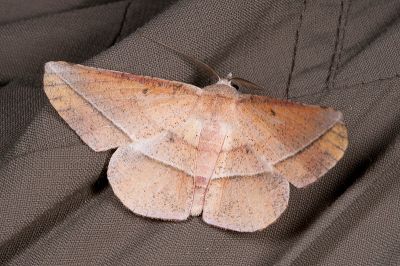 一線點沙尺蛾 Sarcinodes mongaku 雄蟲