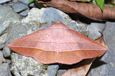 二線沙尺蛾 Sarcinodes carnearia 雄蟲