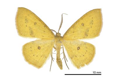 四圈黃姬尺蛾 Anisephyra ocularia 雄蟲