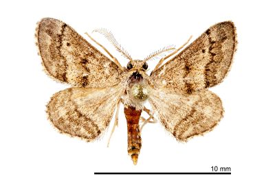 鋸波姬尺蛾 Antilycauges pinguis 雄蟲