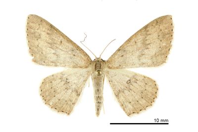 鋸紋褐姬尺蛾 Cyclophora intermixtaria intermixtaria 雌蟲