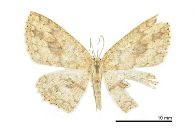 圓紋褐姬尺蛾 Cyclophora taiwana 雌蟲