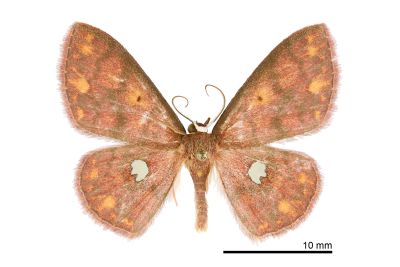 銀掌紋姬尺蛾 Discoglypha locupletata 雄蟲