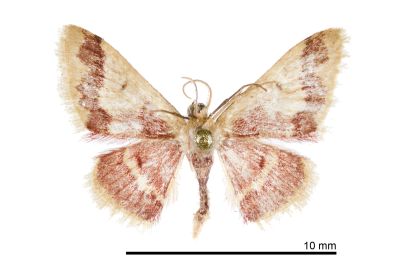 曲波姬尺蛾 Idaea methaemaria 雄蟲