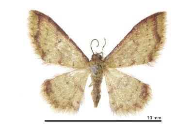 褐細邊波姬尺蛾 Idaea paraula 雌蟲