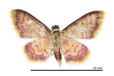 朱波姬尺蛾 Idaea sinicata 雄蟲