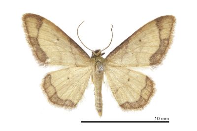 褐闊邊波姬尺蛾 Idaea sugillata