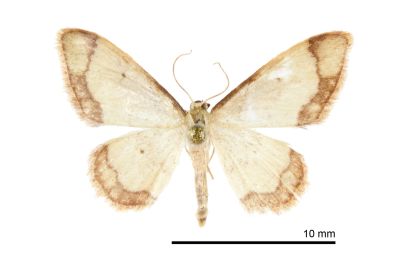 褐闊邊波姬尺蛾 Idaea sugillata 雄蟲