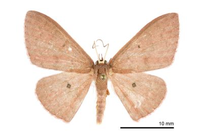 大黑斑褐姬尺蛾 Organopoda carnearia carnearia 雄蟲