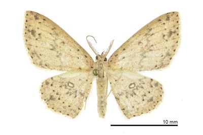 閃電姬尺蛾 Perixera decretaria 雄蟲