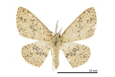 閃電姬尺蛾 Perixera decretaria 雄蟲