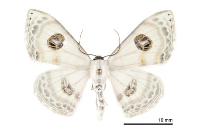 雙目白姬尺蛾 Problepsis albidior matsumurai 雌蟲